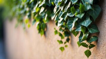 A Dense Patch of Green Ivy Leaves Growing on a Wall. photo
