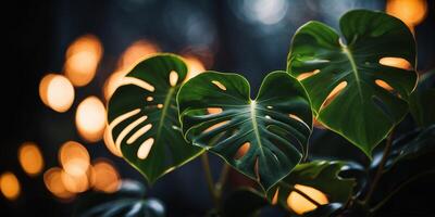 Bold Philodendron Leaves Highlighted by Dramatic Lighting Effects. photo