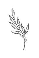twig with leaves. Hand drawn graphics, line art in doodle style. Single element. Botanical illustration, tattoo sketch, outline. vector
