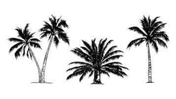 set of tropical palm trees. Black linear drawing of palm trees, doodle style illustration. Tropical, exotic trees, coconut or banana palm. Beach holidays, vacations and holidays. vector
