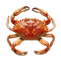 Freshly caught crab displayed on a clean surface, highlighting its vibrant colors and detailed shell structure right after collection from the ocean png