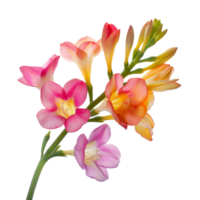 Beautiful mixed bouquet of freesia flowers in vibrant colors illuminated against a transparent background png