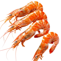 Freshly cooked large shrimp arranged on a white surface ready for serving on a sunny afternoon png