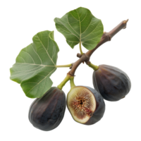 Fresh figs with leaves displayed on a clean background, showcasing their vibrant color and unique texture for culinary inspiration png