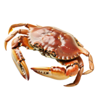 A close-up view of a vibrant crab on a transparent background showcasing its textures and colors, perfect for seafood enthusiasts or culinary presentations png