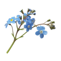 Delicate blue forget-me-not flowers arranged gracefully on a transparent background, showcasing their vibrant colors and unique structure png
