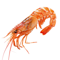 Close-up view of a vibrant orange shrimp on a transparent background showcasing its detailed features and natural colors png