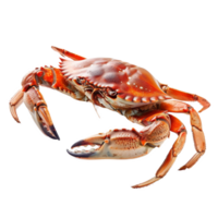Freshly caught red crab resting on a white surface with its claws raised, showcasing details of its shell, captured indoors png