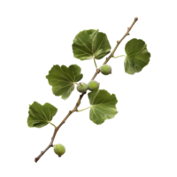 Fresh fig branch with green leaves and unripe fruits arranged against a transparent background for culinary use and decoration png
