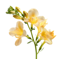 Delicate yellow freesia blooms captured in a soft light showcasing intricate petals and green stems in a serene composition png