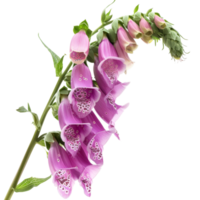 A vibrant display of pink foxglove flowers in full bloom, showcasing their unique bell-shaped structure against a bright background png