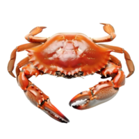 A vibrant brown crab with large claws resting on a white surface in a bright light setting, showcasing its natural color and texture png