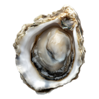 oyster isolated on transparent background png