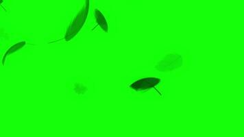 Leaf falling pop up animation green screen chroma key 4k template background. video