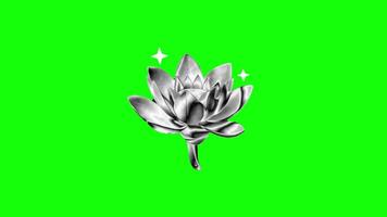 Lily flower pop up animation green screen chroma key 4k template background. video