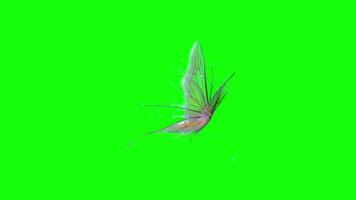 A butterfly is flying pop up animation green screen chroma key 4k template background. video