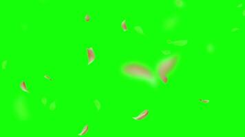 Petals pop up animation motion chroma key green screen 4k template background. video