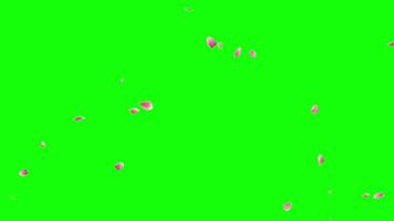 Soft rose pop up animation motion chroma key green screen 4k template background. video