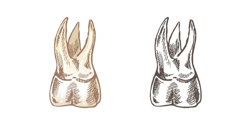 Highly detailed hand drawn human tooth with roots. Hand drawn sketch. Molar illustration isolated on white background.