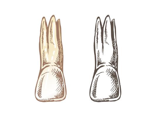 Highly detailed hand drawn human tooth with roots. Hand drawn sketch. Illustration isolated on white background.