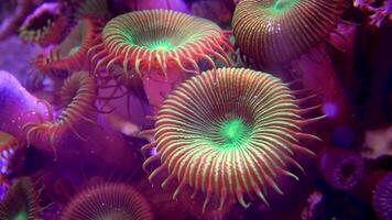 Colorful button corals swaying under the sea water, GREEN WHITE STRIPED POLYP Zoanthus sp. video