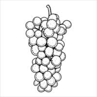 Hand drawn bunch of grapes. illustration vector