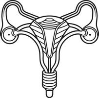The uterus is shown in a line drawing vector