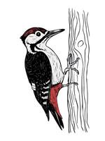 A drawing of a woodpecker on a tree vector