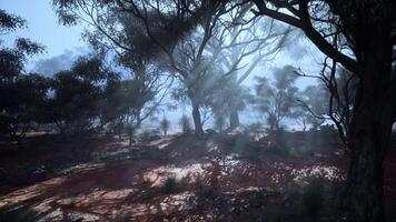A misty forest with dense foliage and towering trees video