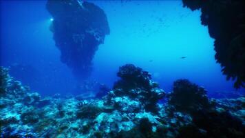 An underwater view of a coral reef with fish video