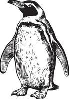 A penguin is standing in a black and white drawing vector