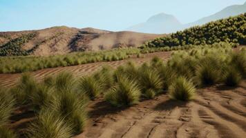 A serene landscape with mountains and a vast field of grass video