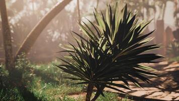 A palm tree in the middle of a forest video