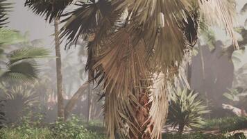 A palm tree in the middle of a jungle video