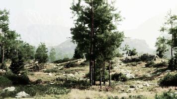 A beautiful landscape with majestic mountains and a serene field of trees video