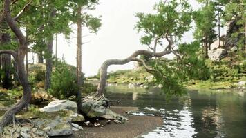 A serene tree by the water's edge video