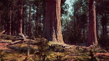 A serene forest filled with towering trees video