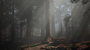 A dense forest with towering tree video