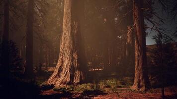 Sunlight streaming through trees in a serene forest video