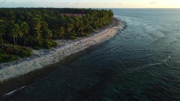 Maldives tropical coastline beach with palms trees and ocean with evening tones. Drone view video