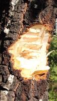 vertical close-up Chopping birch tree with Axe video