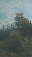 trees on meadow between hillsides with forest in fog video
