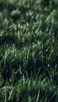 Soft defocused spring background with a lush green grass video