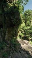 A majestic Eucalyptus tree standing tall in the heart of an Australian forest video