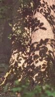 Sun rays flowing through the tree trunks of the evergreen forest video