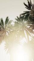 Underside of the coconuts tree with clear sky and shiny sun video