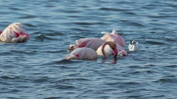Flock of Flamingos Resting on the Shore of the Lake in the Park video