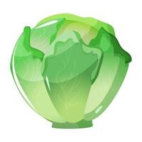 Cabbage is a leafy green, red, vegetable round head and crisp texture. It s rich in vitamins, fiber, and antioxidants, ideal for salads or cooked dishes vector