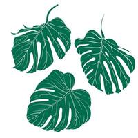 set of three elements of monstera leaves. Set of green exotic leaves on transparent background. elements for use in creative projects vector