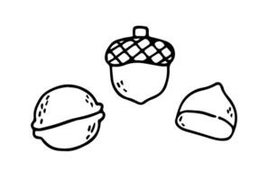 Autumn elements, chestnut, in sketch style. Hand drawn illustration isolated on white background vector